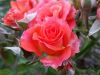 20170713_201341.thumb.jpg.1bd12ac89d0883cdc8080d33dbe8a63b.jpg