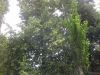 20170714_082752.thumb.jpg.0845b00143218c6c4969d48d42e6a82b.jpg