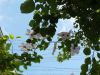 20170714_105433.thumb.jpg.0d8d5b8ac21652e3ea7f08ba68724c9c.jpg