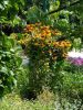 20170714_105622.thumb.jpg.6f84cc2b9bf5c30867f4de7a50ff8a09.jpg