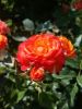 20170718_094935.thumb.jpg.bb32bbc144c55ebf756495624260266e.jpg