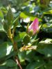 20170718_095108.thumb.jpg.d86db168d9afcf8fa7a786b513834e77.jpg