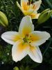 20170718_164918.thumb.jpg.6056f6920ca559f0c7e3d501c1effe70.jpg
