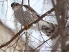 595be0ee3fe79_Accipiter_nisus_24-.thumb.jpg.484b6f9040b13d6f0dc3ac921aa17b98.jpg