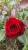 5966de2fa8e07_258206B3D4CE7C44BFEEB9822F020B97D0C8300E18BEEB049Fpimgpsh_fullsize_distr.thumb.jpg.743554228e4729a48236a3e81c0f6460.jpg