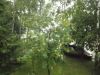 DSCF1598.thumb.JPG.0a0784c681d413ae641b728dbdfae27f.JPG