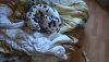 DSC_0083.thumb.JPG.b216daa7e2fec03ebc09f8700e26a1f9.JPG