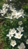 DSC_0291.thumb.JPG.8c7fbbaff8e20fa887063594114b824e.JPG