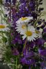 DSC_3256.thumb.JPG.0238990a2ba7a68abf433e6404073d96.JPG
