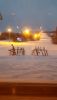 IMG-20151230-WA0010.thumb.jpg.f07fe96fc0145b85c44488a58e9b5007.jpg