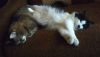 IMG-20170719-WA0004.thumb.jpg.c0237941af83ae4f3ef6a5179ce99684.jpg