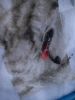 IMG_20170629_124604.thumb.jpg.50f2eeebb66b82376f68841ab063fc17.jpg