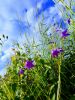 IMG_20170701_183855-EFFECTS.thumb.jpg.170c320ab40beccfaaa59f4f764ea739.jpg