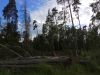 IMG_20170701_185021.thumb.jpg.4be504faafd88fb73c108d405e5494a2.jpg