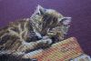 IMG_4233.thumb.JPG.7df5f6efb41b083603879e65cce6f007.JPG