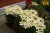 _DSC6862.thumb.JPG.a5b524ca37bdfc2923564c5c59c2fa45.JPG