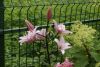 _DSC6865.thumb.JPG.7f531f853e945a9feb34a488ba1aceea.JPG