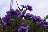 _DSC6876.thumb.JPG.21d8cbb3df7bb6693b5216daaf59897f.JPG