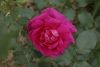 _DSC6878.thumb.JPG.d46605d274e287945a71105aacec0561.JPG