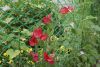 _DSC6886.thumb.JPG.a837e10789a875042440c6983404d767.JPG