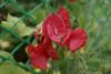 _DSC6887.thumb.JPG.4c5e4bc6a57e424e465a556f6f13ad2a.JPG
