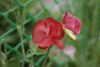 _DSC6888.thumb.JPG.fbc2807794e89d055a19569220553c72.JPG
