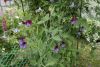 _DSC6889.thumb.JPG.e52615e864fc14370decf72fc306356c.JPG