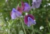 _DSC6891.thumb.JPG.742354065ab4f2505d9a92e52b2663c8.JPG