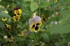 _DSC6903.thumb.JPG.11c5ede58d6993c2a7ff00c874798ca7.JPG
