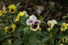 _DSC6905.thumb.JPG.12d01815dfe3be5dd97242671a2baa76.JPG