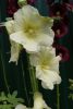 _DSC6917.thumb.JPG.c06d2106180b2362e7e67b669b0bc26e.JPG