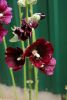 _DSC6920.thumb.JPG.dbcf1bd965b965142ac602dab2795489.JPG