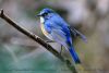 bluetail_red-flanked_male_winter_hong_kong_1a.thumb.jpg.6cc6d24cdc2bcf2a523d23f46b3744a1.jpg