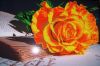 post-2-1392661838.thumb.jpg.5addc12beee641b7ed9a52933f67a20b.jpg