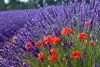 priroda-cvety-maki-lavanda.thumb.jpg.a81b14d72fc395c4f0ddb8f71ce4f336.jpg
