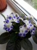 20170708_082624.thumb.jpg.7c6923aee2fe582d8903aaef443a8be7.jpg