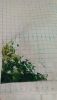 20170730_211653.thumb.jpg.2b5b6f59f6d79515d47cf90460036041.jpg