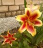 20170807_190021-1.thumb.jpg.da341871f616f9e82b94e9e3ae0fb731.jpg
