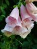 20170809_141128.thumb.jpg.f156cf32a5d29be9fcf5be89d51abe5e.jpg