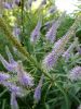 20170809_165727.thumb.jpg.a05470a03e531f2c01dc048af71888ea.jpg