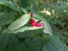 20170812_143454.thumb.jpg.d9f0a9740c0c967694af643783ee4348.jpg