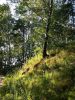 20170812_173354.thumb.jpg.496d27fe57832656c9835d275a67d695.jpg
