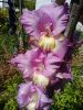 20170813_120955.thumb.jpg.cb4a183cd8465bfa6b99ad1efcc2611b.jpg