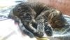 20170814_105229.thumb.jpg.49268d3c83deaeab35f567f1d6d4c032.jpg