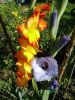 20170815_095242.thumb.jpg.0a5d84f4cc3ba25d5dd6b00a0252ab46.jpg