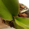 20170817_090108-1.thumb.jpg.fabbe8f4aa25ef3962beeaca8014cc99.jpg