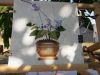 20170817_113159.thumb.jpg.aa499eecbf70a23f8b2d19c21f22c99f.jpg