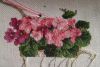 20170818_100133-1.thumb.jpg.f5475b2bebfb4e6be763d7a076edd110.jpg