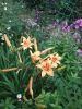 20170818_182529.thumb.jpg.640cec3447275cad0af2e9b80a6e60f0.jpg