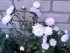 20170821_192538-1.thumb.jpg.d29a6781940dbe50cf0a601fae5174ca.jpg